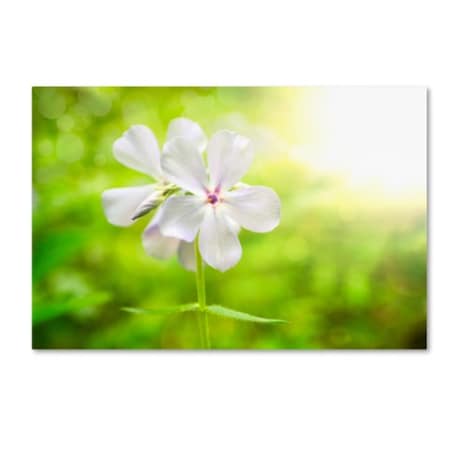Trademark Fine Art PIPA Fine Art 'Beauty of the Forest Floor' Canvas Art, 30x47 MFG0008-C3047GG